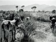 Tchad, troupeau dans le Guéra