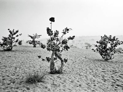 Photo d'Afrique, photo d'art, photo du Tchad, Sahel